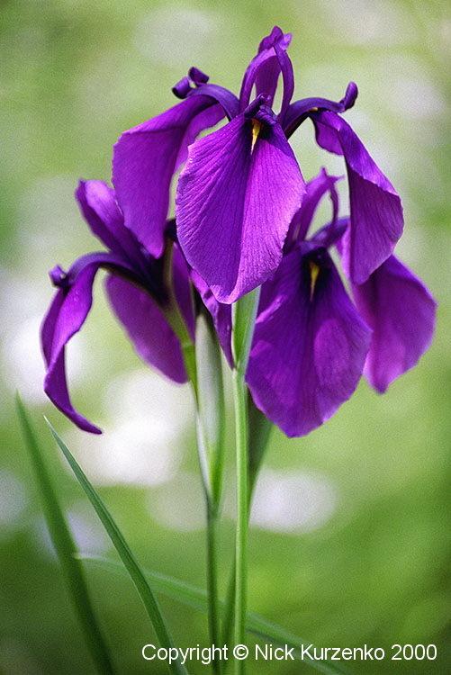 Photo of Japanese Iris (Iris ensata) uploaded by Nick_Kurzenko