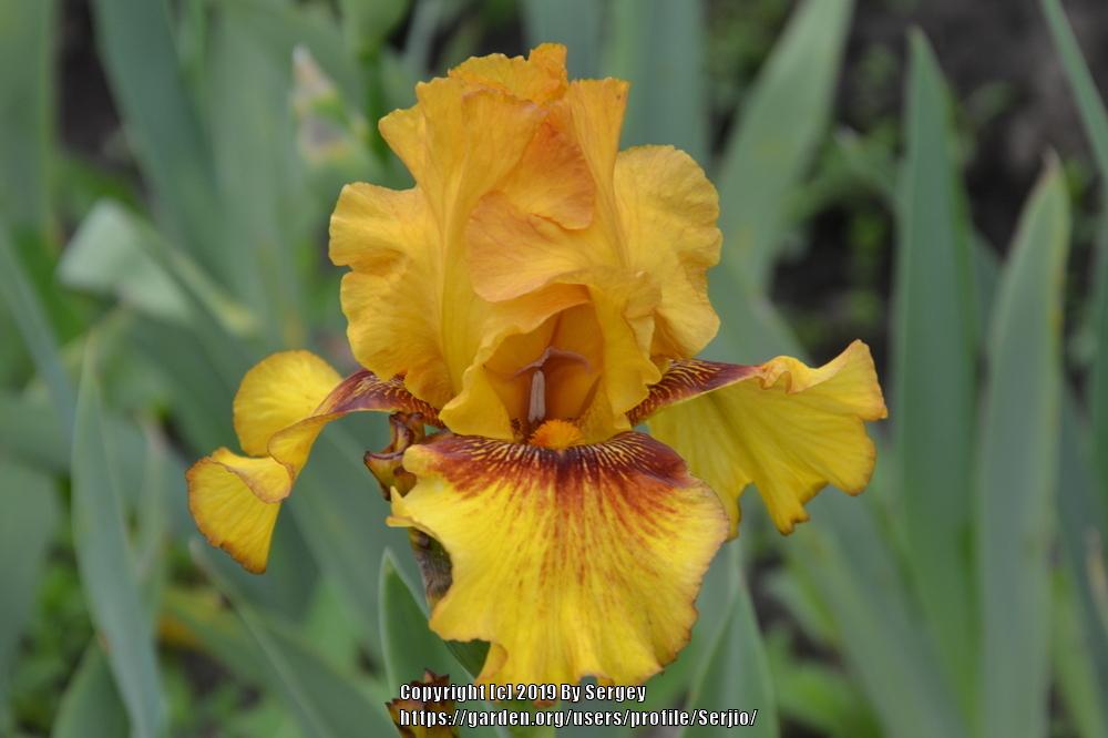 Photo of Tall Bearded Iris (Iris 'Burst') uploaded by Serjio