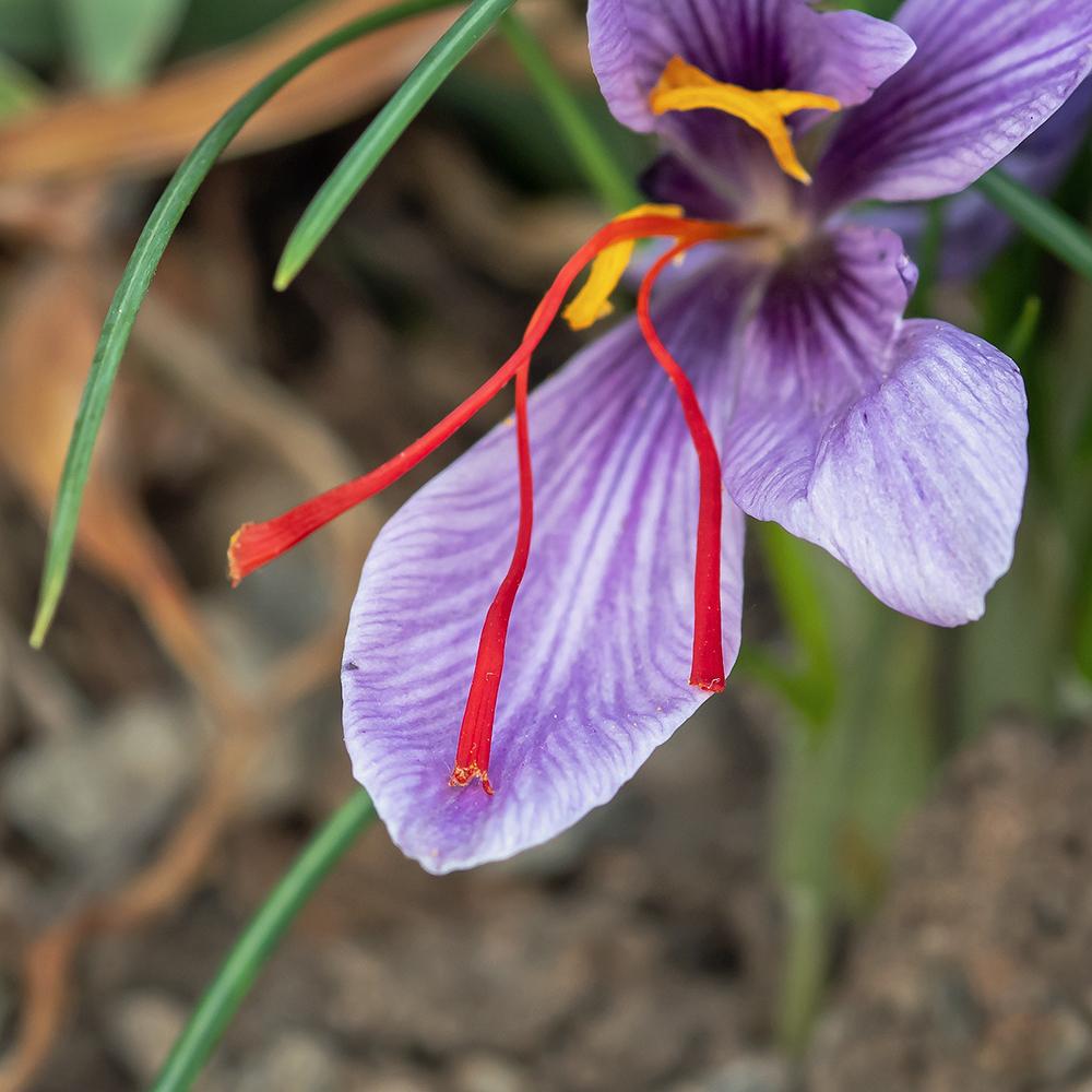 Photo of Saffron Crocus (Crocus sativus) uploaded by dirtdorphins