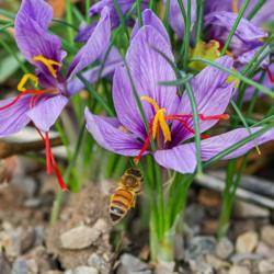 Location: my garden, Utah
Date: 2019-11-14
#pollination