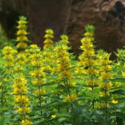 Location: At St. Mary's College in Leavenworth, KS
Date: jUNE, 2012
Yellow Loosestrife (Lysimachia punctata) 001