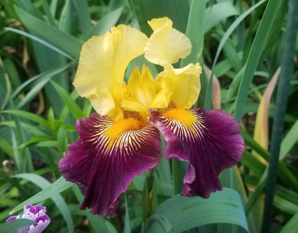 Photo of Tall Bearded Iris (Iris 'Pirate Ahoy') uploaded by javaMom