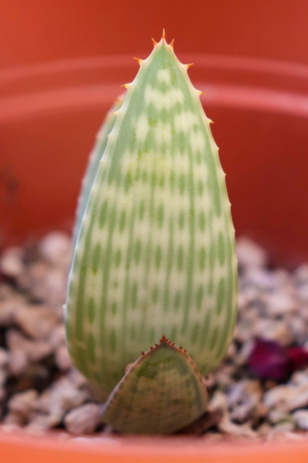 Photo of Herero Aloe (Aloe hereroensis) uploaded by Baja_Costero
