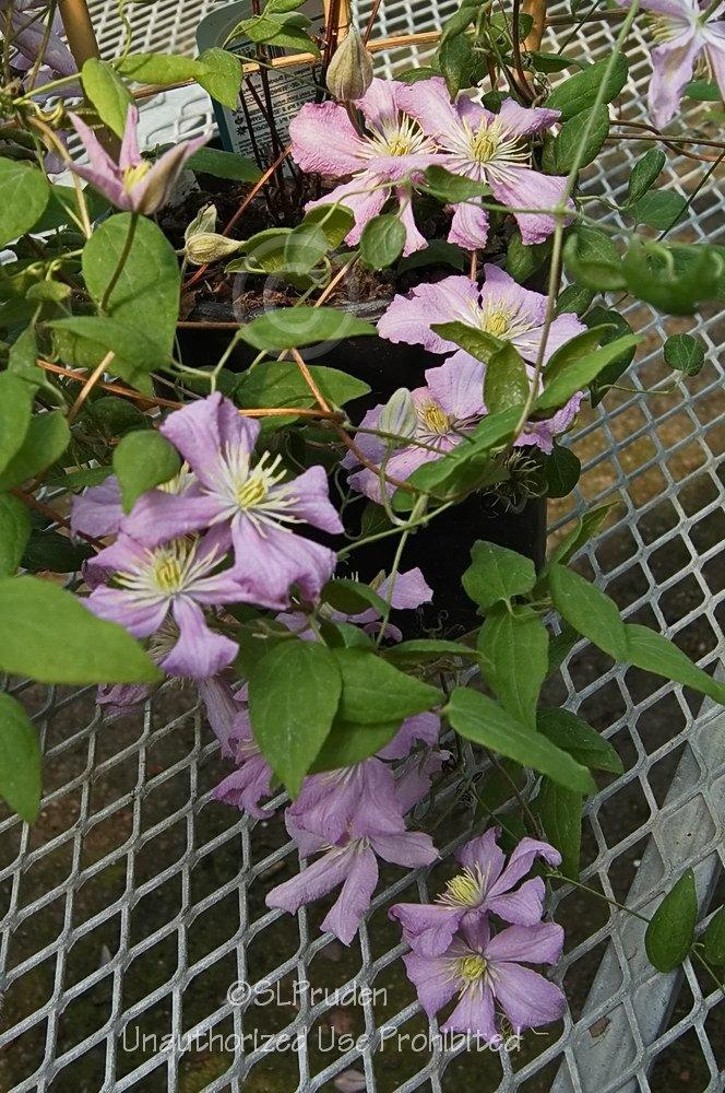 Photo of Clematis 'Comtesse de Bouchaud' uploaded by DaylilySLP