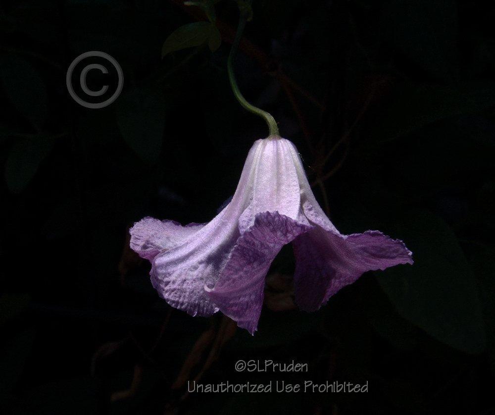 Photo of Clematis (Clematis viticella 'Betty Corning') uploaded by DaylilySLP