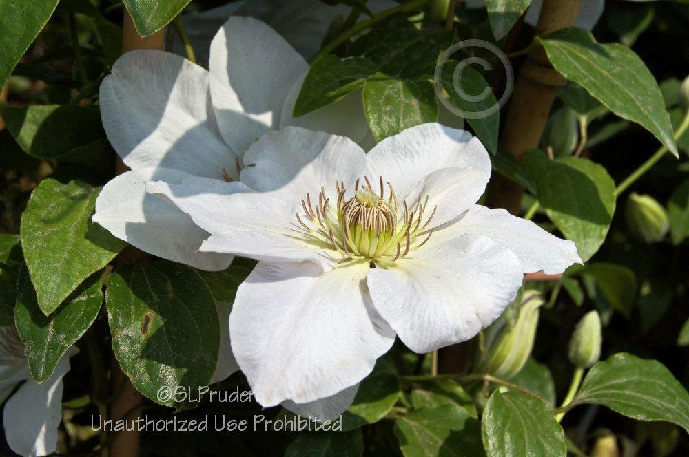 Photo of Clematis Chantilly™ uploaded by DaylilySLP