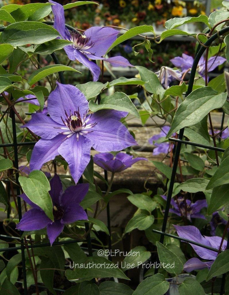 Photo of Clematis 'Climador' uploaded by DaylilySLP