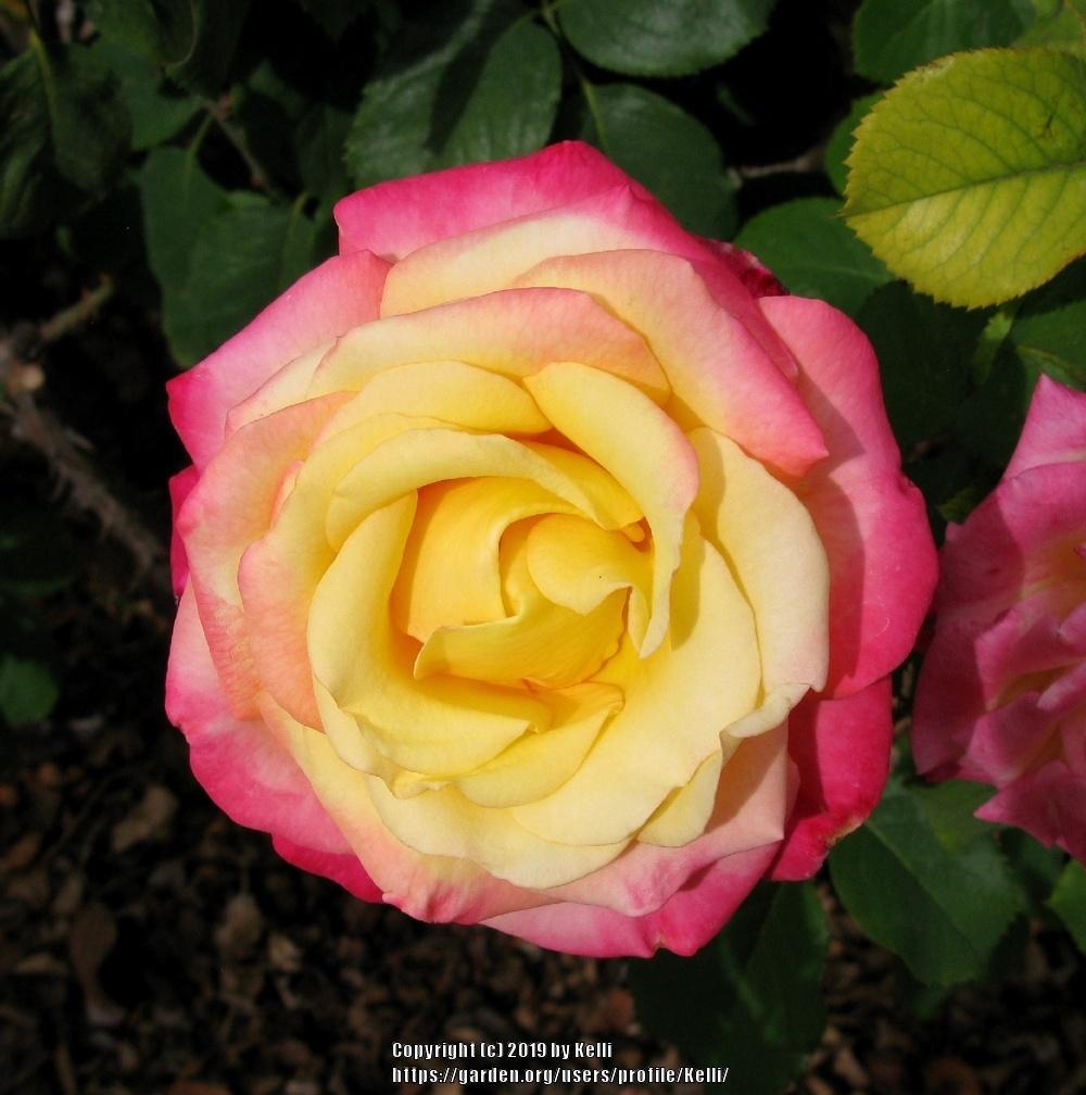 Photo of Rose (Rosa 'Dream Come True') uploaded by Kelli