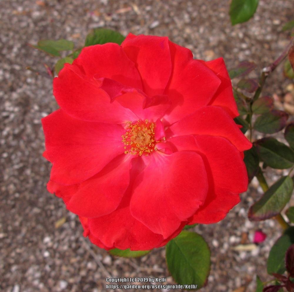 Photo of Rose (Rosa 'Impatient') uploaded by Kelli