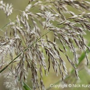 Common Reed (Phragmites communis)