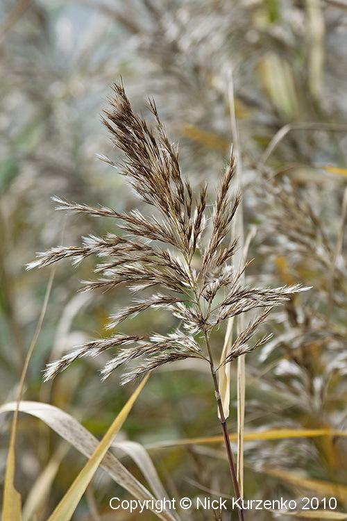 Photo of Common Reed (Phragmites australis) uploaded by Nick_Kurzenko