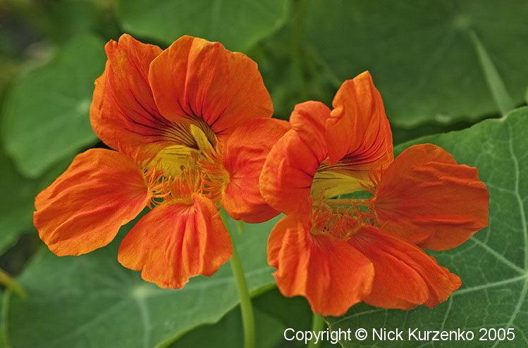 Photo of Garden Nasturtiums (Tropaeolum majus) uploaded by Nick_Kurzenko