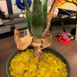 Location: office
Date: November
What type of plant is this and what to do about the brown leaves?