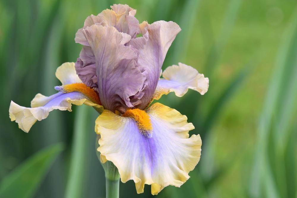 Photo of Tall Bearded Iris (Iris 'Karibik') uploaded by sunnyvalley