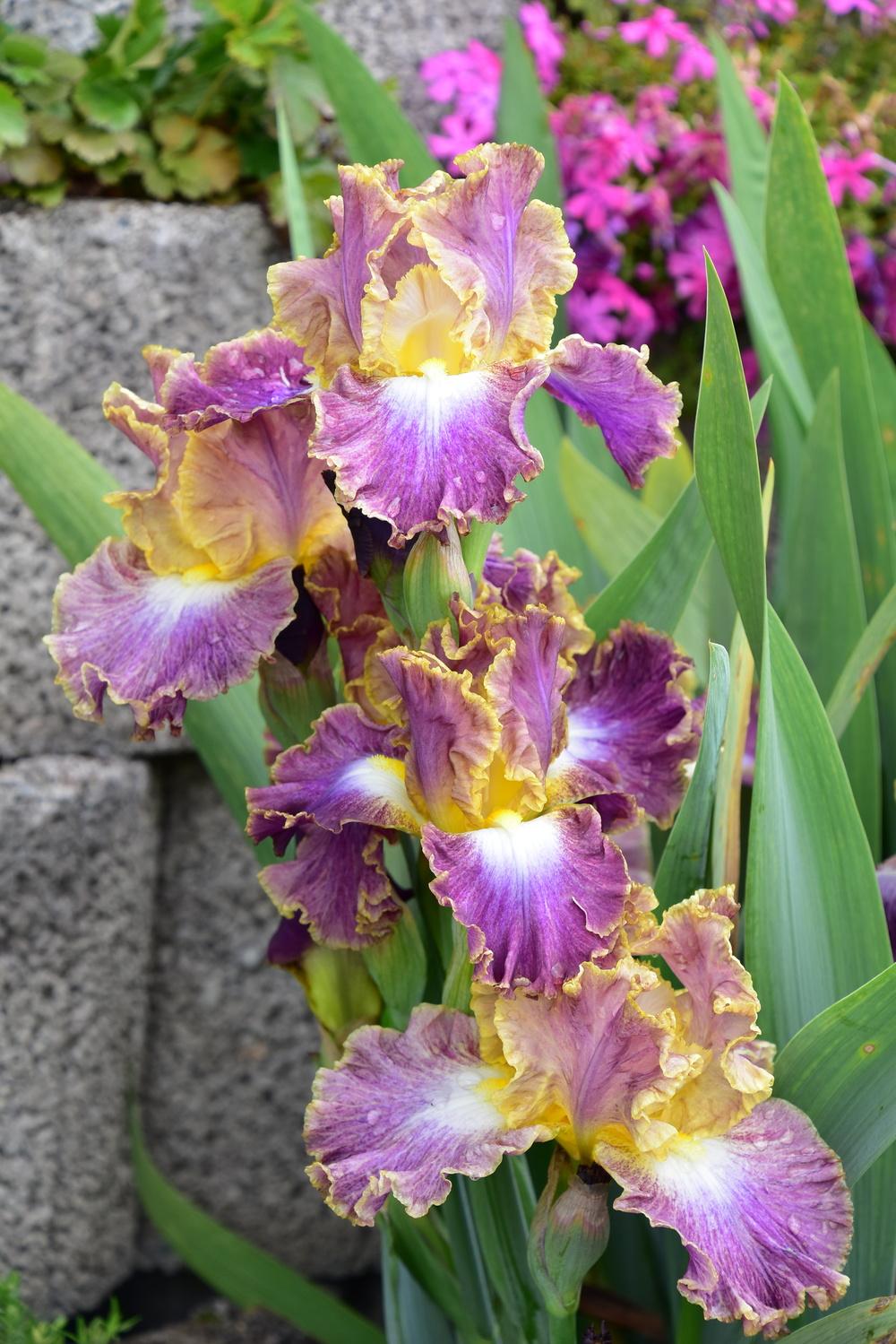 Photo of Intermediate Bearded Iris (Iris 'Per Caso') uploaded by sunnyvalley