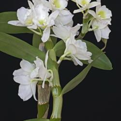 Location: Vladivostok, Primorsky Kraj, Russia
Date: 2013-12-17
Orchid (Dendrobium nobile)
