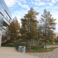 Location: Glen Ellyn, Illinois
Date: 2019-11-23
several maturing trees planted at College of DuPage