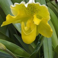 Location: Green Spring Gardens, Alexandria, Virginia
Date: 2019-03-20
Slipper Orchid (Paphiopedilum)