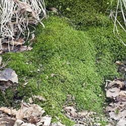 Location: Primorsky Kraj, Russia
Date: 2007-04-21
Broom moss (Dicranum scoparium)