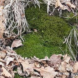 Location: Primorsky Kraj, Russia
Date: 2007-04-14
Broom moss (Dicranum scoparium)