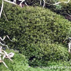 Location: Primorsky Kraj, Russia
Date: 2007-04-14
Broom moss (Dicranum scoparium)