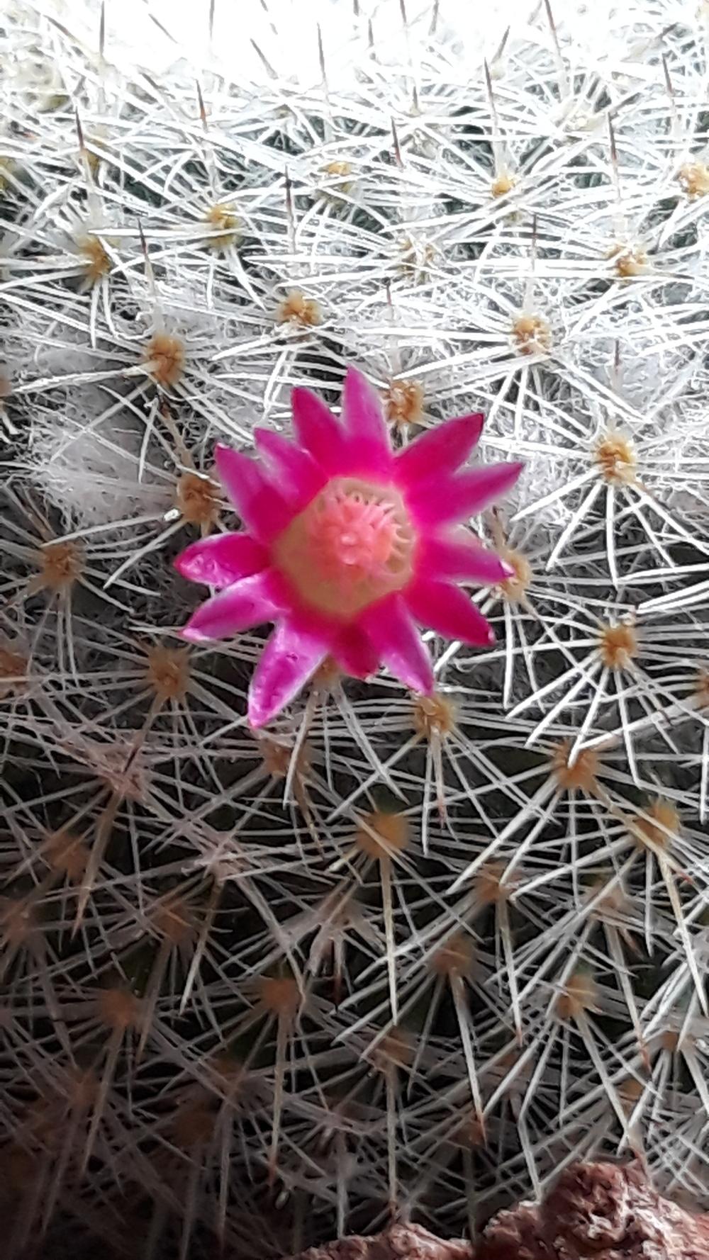 Photo of Bristle Brush (Mammillaria spinosissima subsp. pilcayensis) uploaded by skopjecollection