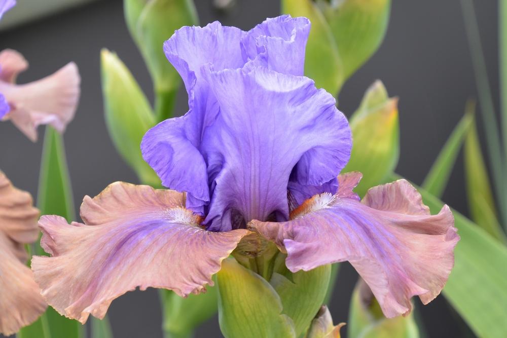 Photo of Tall Bearded Iris (Iris 'Sottobosco') uploaded by sunnyvalley