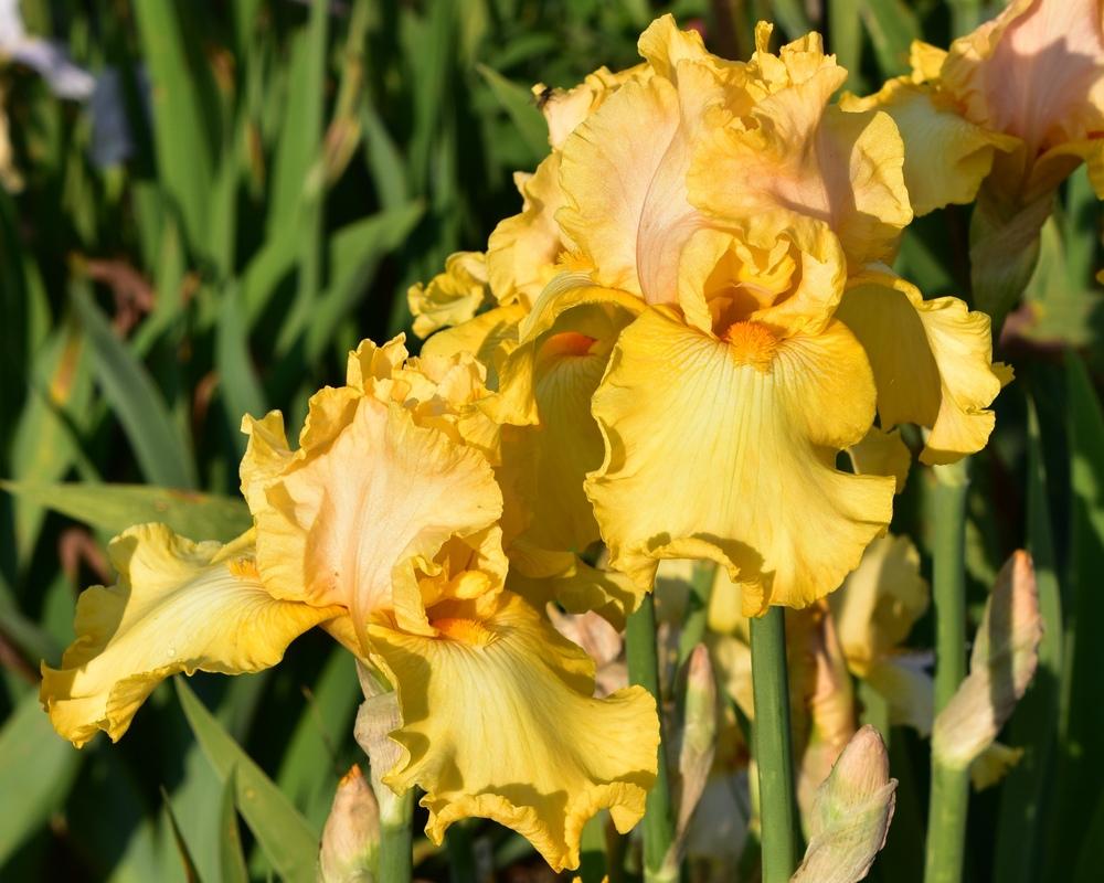 Photo of Tall Bearded Iris (Iris 'Tè Alla Pesca') uploaded by sunnyvalley