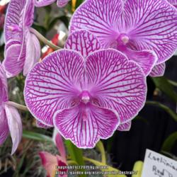 Location: OSCOV Show, Melbourne, Victoria, Australia
Date: 2019-08-24
Part of the Bayside Orchid Society display.