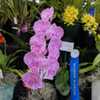Part of the Bayside Orchid Society display.