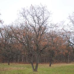 Location: Morton Arboretum in Lisle, Illinois
Date: 2019-11-24
several trees in a group, focused on one