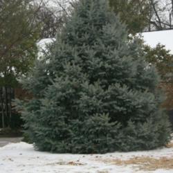 Location: At the Missouri Botanical Garden in Saint Louis
Date: winter, 2007
Colorado Blue Spruce (Picea pungens)