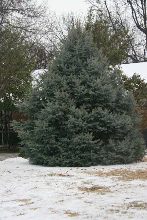 Photo of Colorado Blue Spruce (Picea pungens) uploaded by jathton