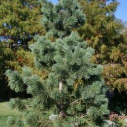 Location: At the Missouri Botanical Garden in Saint Louis
Date: July, 2005
Eastern White Pine (Pinus strobus)