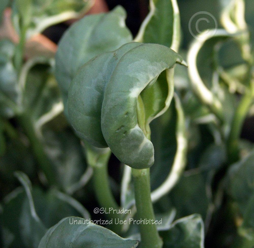 Photo of Devil's Backbone (Euphorbia tithymaloides) uploaded by DaylilySLP