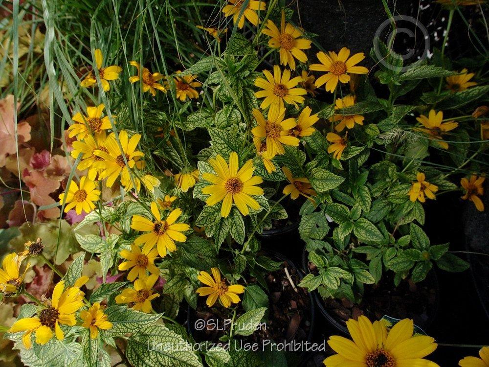 Photo of False Sunflower (Heliopsis helianthoides var. scabra Loraine Sunshine) uploaded by DaylilySLP