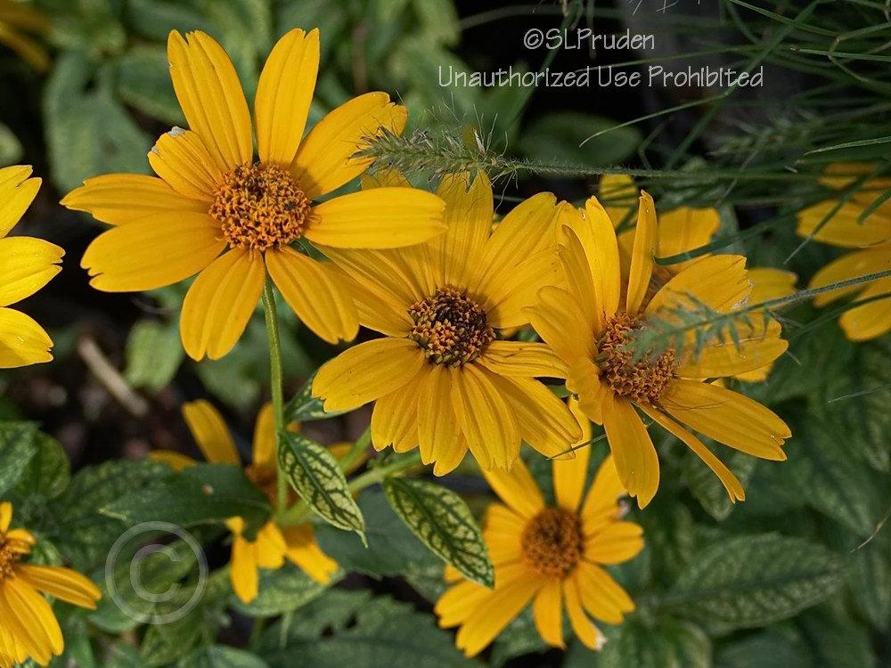 Photo of False Sunflower (Heliopsis helianthoides var. scabra Loraine Sunshine) uploaded by DaylilySLP