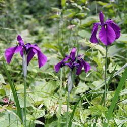 Location: Hokkaido, Japan
Date: 998
Japanese iris (Iris ensata). Wild plants in natural habitat.