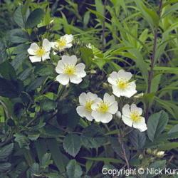 Location: Hokkaido, Japan
Date: 1998
Japanese Rose (Rosa multiflora). Wild plant in natural habitat.