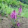Pedicularis chamissonis. Wild plant in natural habitat.