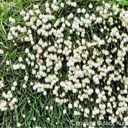 Location: Hokkaido, Japan
Date: 1998
Clubmoss Mountain Heather (Cassiope lycopodioides). Wild plant in
