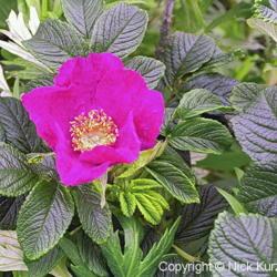 Location: Hokkaido, Japan
Date: 1998
Ramanas Rose (Rosa rugosa). Wild plant in natural habitat.
