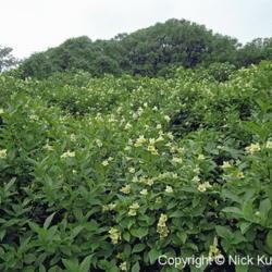 Location: Hokkaido, Japan
Date: 1998
Weigela (Weigela middendorffiana). Wild plants in natural habitat