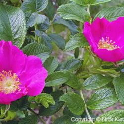 Location: Hokkaido, Japan
Date: 1998
Ramanas Rose (Rosa rugosa). Wild plant in natural habitat.