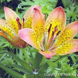 Location: Hokkaido, Japan
Date: 1998
Siberian Lily (Lilium pensylvanicum). Wild plant in natural habit