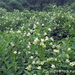 Location: Hokkaido, Japan
Date: 1998
Weigela (Weigela middendorffiana). Wild plants in natural habitat