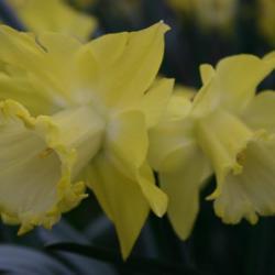 Location: At the Missouri Botanical Garden in Saint Louis
Date: 03-30-2004
Trumpet Daffodil (Narcissus 'Spellbinder') 001