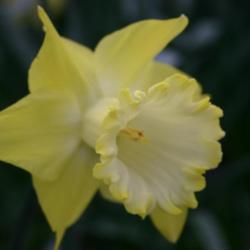 Location: At the Missouri Botanical Garden in Saint Louis
Date: 03-30-2004
Trumpet Daffodil (Narcissus 'Spellbinder') 002