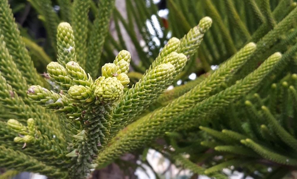 Photo of Norfolk Island Pine (Araucaria heterophylla) uploaded by skopjecollection