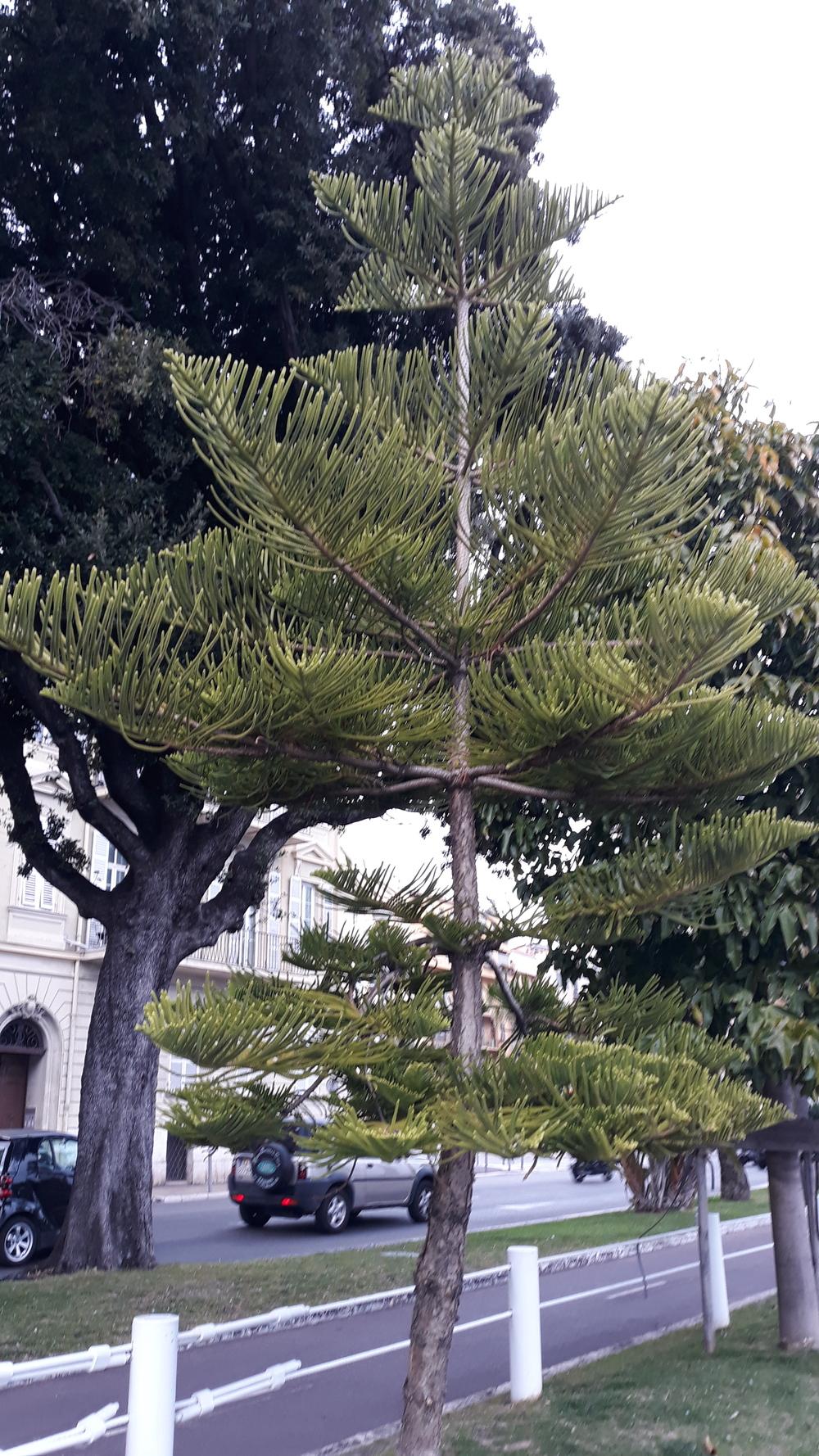 Photo of Norfolk Island Pine (Araucaria heterophylla) uploaded by skopjecollection
